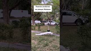 Павлин альбинос на улицах Майами #павлин #майами #сша #америка #андреймайами