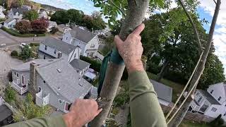 Taking down a hickory with major split in stem - great views of Long Island Sound