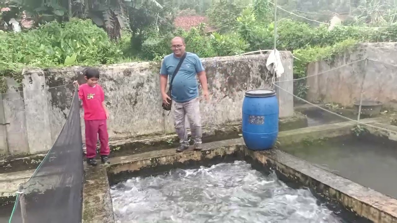 IKAN MAS SUBANG, SEGEDE BASKOM