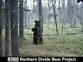 Grizzly Bear Rubbing Tree
