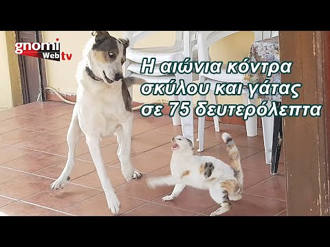 Βίντεο: Οι κίνδυνοι ψύλλων θέτουν στην υγεία του κατοικίδιου ζώου σας