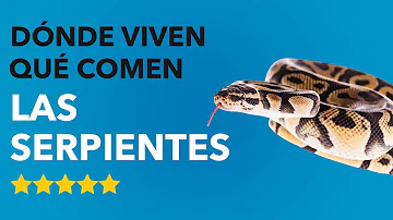 ¿Dónde suelen vivir las serpientes?