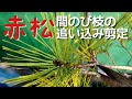 赤松　間のび枝の追い込み剪定