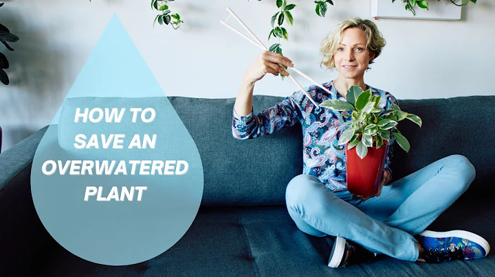 How To Save An Overwatered Plant & Prevent Future Overwatering 🚑🌿 - DayDayNews