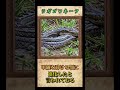 龍の赤ちゃん?ラガゴワネークについてご紹介🐊🐍 #shorts #かぎあな紹介