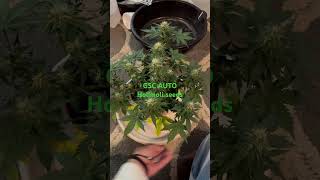 GSC auto from holimoli seeds @ 2 weeks of flower @ViparSpectra @acinfinity