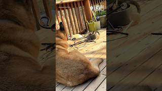 Dog and kitten become best friends
This dog-and-cat friendship is straight out of a Disney movie. 🍿💕 Dog and kitten become best friends