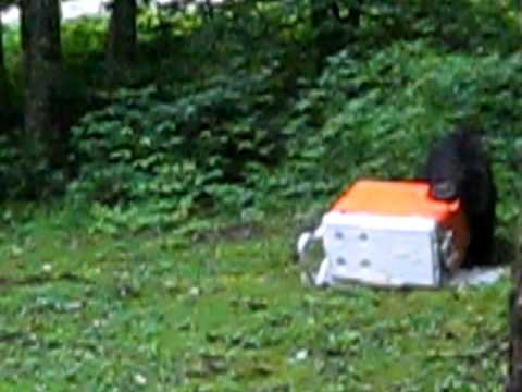 Standing Indian Campground Bear - YouTube