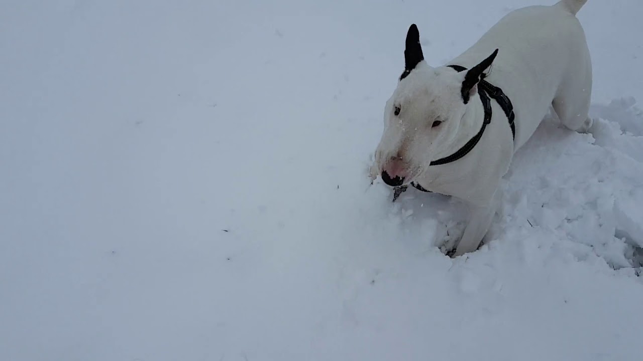 rumble video upload Brady in the snow