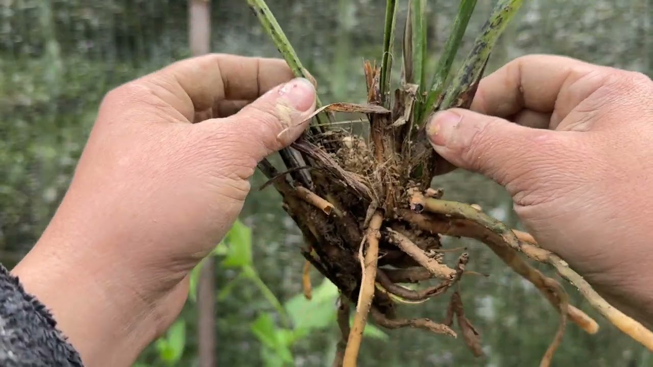 Phiên ngày 9/3 e lên các mã địa lan giá rẻ mời các bác sưu tầm ạ.sdtlhzalo 0845505688