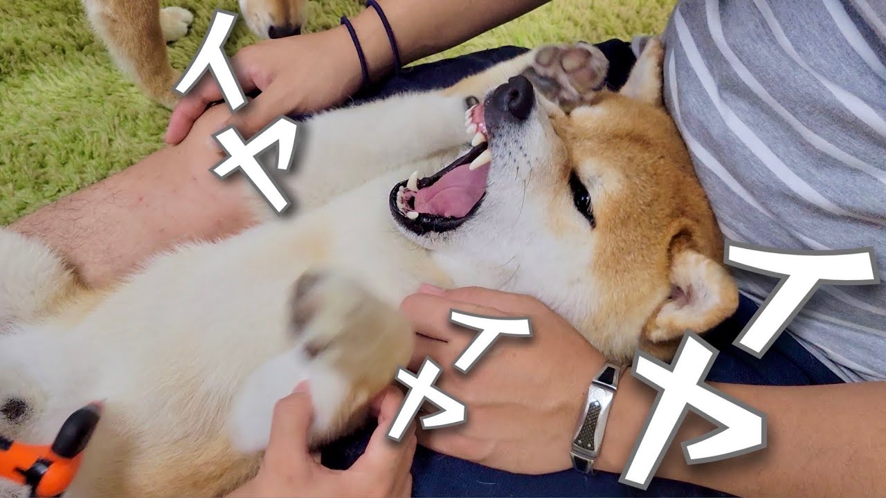 散歩拒否をする柴犬はブラッシング中も駄々をこねる Youtube