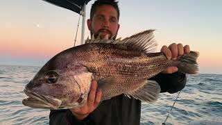 DHUFISH AND SNAPPER SESSION