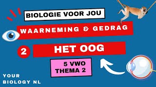 5 vwo | Waarneming & Gedrag | 2 | Het oog