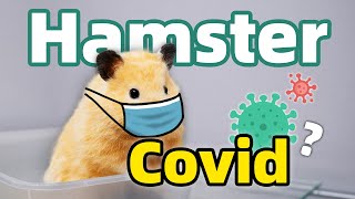 Can Hamsters Spread Covid? | How to Minimize Risks