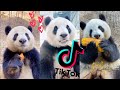 Super Cute Eating Pandas  [TikTok Compilation 2021] 🐼