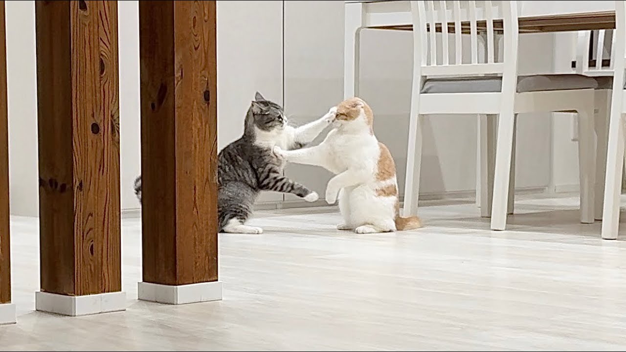My cats suddenly started acting wild in the middle of the night