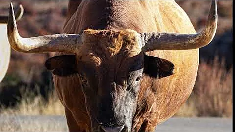 Wichita Mountains Wildlife Refuge Oklahoma