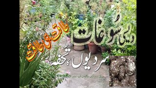 دیسی سوغات سردیوں کا تُحفہ السی کا لڈو السی پِنی خوش ذائقہ مزیدار