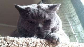 Maxi The Handsome Blue British Cat - Красивый Британский Кот Макси by emerald green 6,057 views 7 years ago 2 minutes, 16 seconds