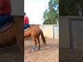 Aula 03 desenvolvimento de Cawcense do cavalo de vaquejada #horse #cavalos