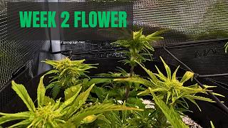 Week 2 Flower — Mixing Nutrients, Cal Mag & pH From Scratch (Beginner Guide)