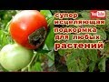 САМАЯ ЭФФЕКТИВНАЯ ПОДКОРМКА ОТ ВЕРШИННОЙ ГНИЛИ И ФИТОФТОРЫ