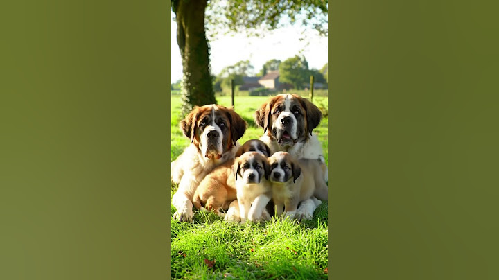 Funny Animals Trying Not To Laugh. #funnyanimal  #petsunited #puppy #cutedog #cuteanimal