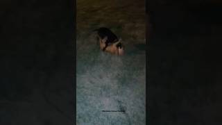 Maximum Output Kennels Puppies