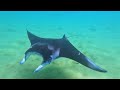 Red Sea Manta Rays