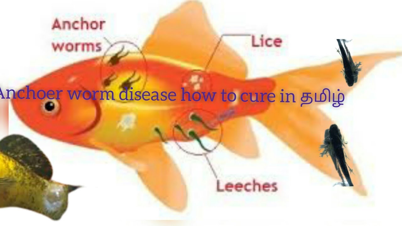 fish anchor worm disease how to cure in தமிழ் YouTube