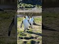 King penguins waddling in from the Sea