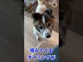 心を開き始めた神経質保護犬(14歳) #shorts