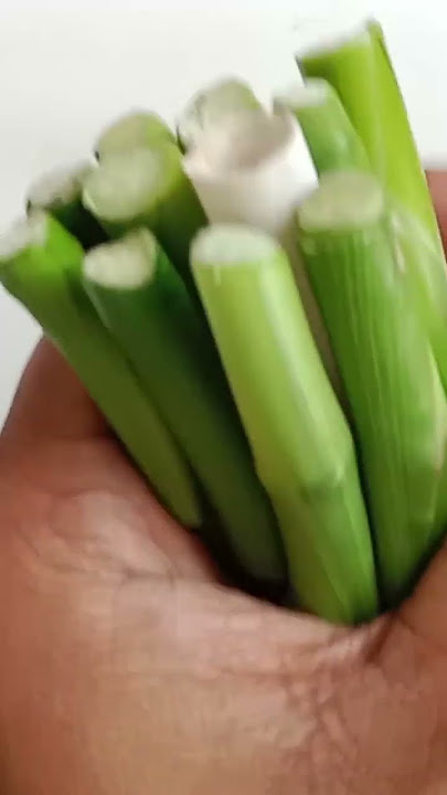 How Lucky Bamboo Plant Cutting grow at home  #mygarden@