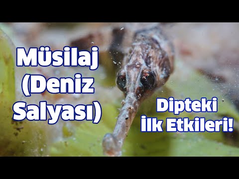 Müsilaj (#denizsalyası): Dipteki İlk Etkileri!