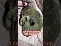 A cat after getting into trouble.#catmoments #catlife #catshorts #catvideo #cutecat #troublemaker