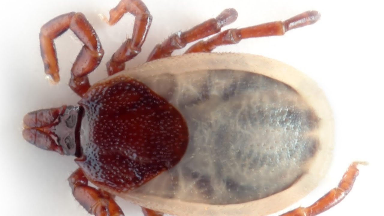 الطفيليات الخارجية ٢