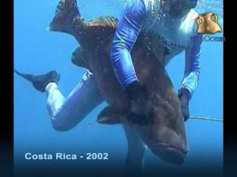 Pesca Submarina en Costa Rica - Spearfishing in Costa Rica