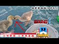 鵝寶寶 鵝鵝日常第10天 Day 10影片記錄