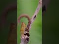 Хищная гавайская гусеница