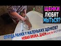 Моем щенков! Откуда ранки? Сразу 4 щенка уезжают за неделю. Первый раз даем BRAVECTO. Новая Вязка.