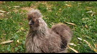 Dinosaurs and Tiger (Chicken Life)