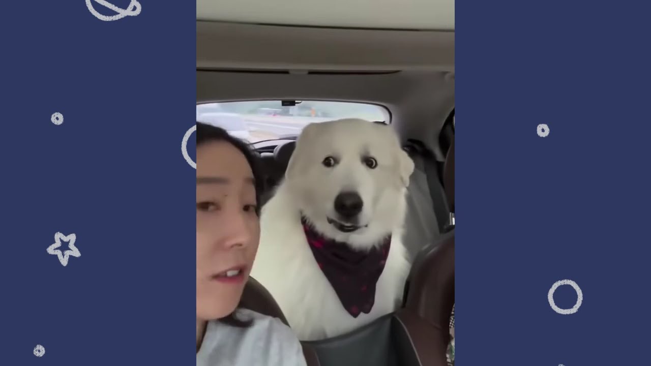 Cats 🐱 & Dogs 🐶 Fails #4 | Funniest Compilation 2026