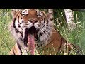 Новый Белгородский зоопарк || Animals in Zoo (Belgorod)