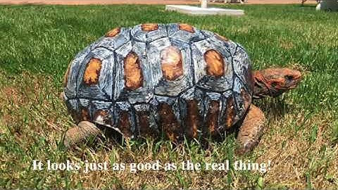 Injured Tortoise Receives World’s First 3D Printed Shell