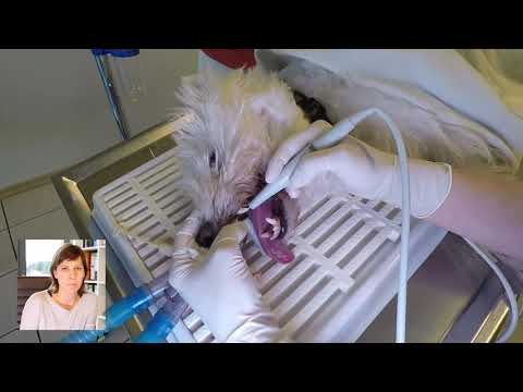 Video: Alles, was Sie über die Zahnreinigung Ihres Hundes wissen müssen