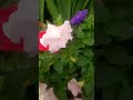 Various coloured Petunia flowers