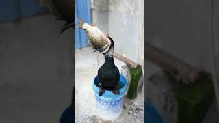 Cormorant Swallows A Gigantic Fish 🐟 Like An Oyster 😱 #Bird #Shorts  #Fishing  #Wildlife