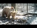 В объектив фотоловушки попал старейший медведь «Брянского леса»