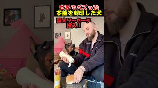 1匹のドーベルマンとホットドッグ事件