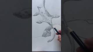 drawing of a plesiosaur.